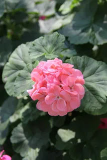 皮带,清迈泰国,以下重府,鲜花,自然,鲜花,花园,花园 皮带,清迈泰国,以下重府,鲜花,自然,鲜花,花园,花园