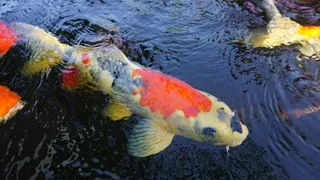 黄色、红色、锦鲤、水、鱼、水族馆、鲈鱼、水下