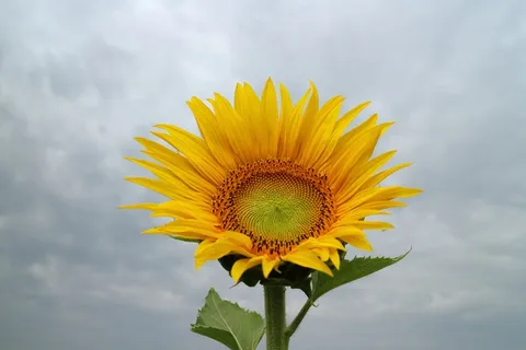 低，角度照片，普通，向日葵，黄色，花朵，花朵，花朵