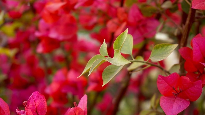 花，花园，花瓣，叶子，盛开，盛开，盛开，明亮