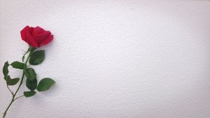照片，红色，玫瑰色，白色，表面，花朵，桌面，抽象