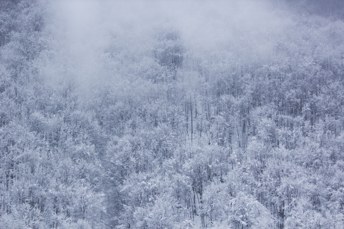 寒冷，雾，森林，自然，雪，树，冬天，森林