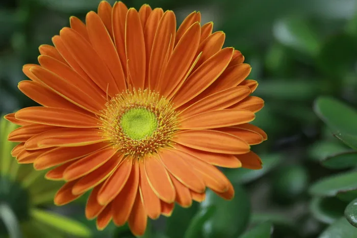 花, 特写, 非洲菊, 创辉, 花瓣, 橙子, 橙色, 花瓣