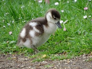小鹅，巨鹅，鹅，羽毛，生物，鸟，动物，特写