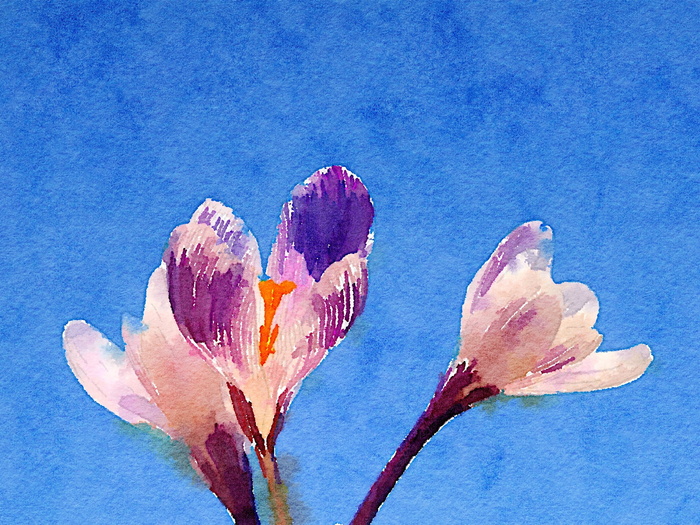 艺术，水彩画，花，蓝色，植物，自然，脆弱，特写