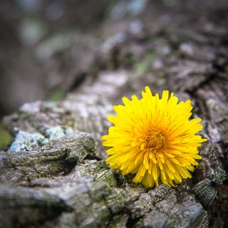 澳大利亚，waverton，balls head lookout，树，树皮，花，Photohologic，blossom