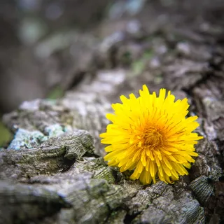 澳大利亚，waverton，balls head lookout，树，树皮，花，Photohologic，blossom