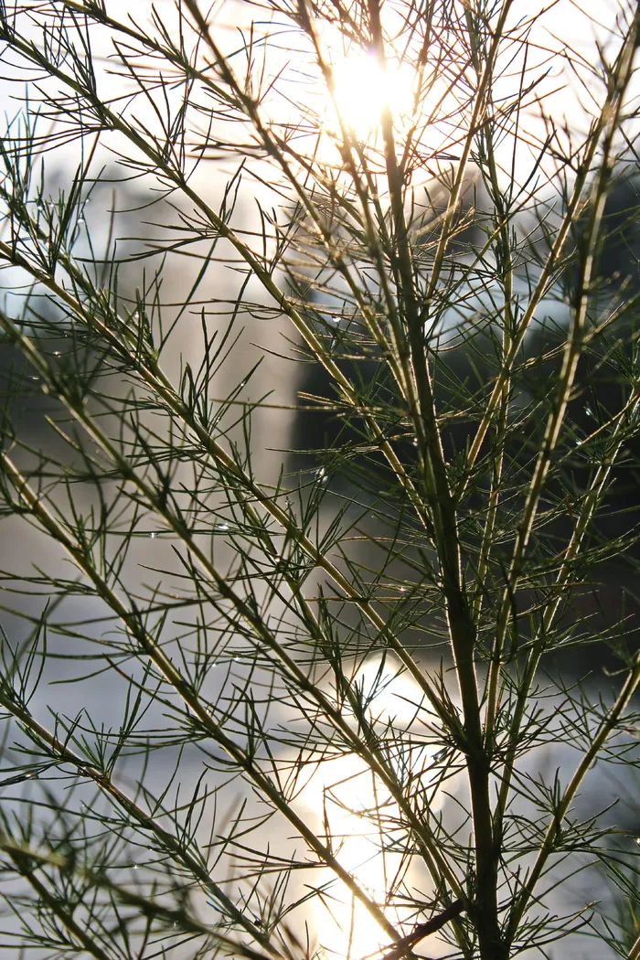 美国，绿林，植物，绿色，水，喷泉，湖，池塘
