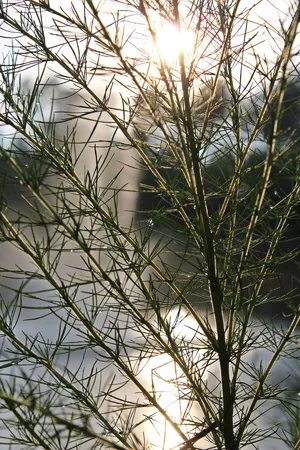 美国，绿林，植物，绿色，水，喷泉，湖，池塘
