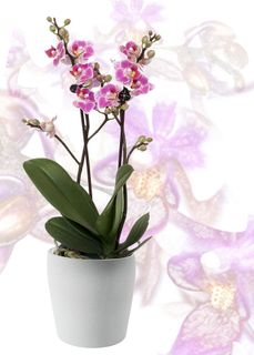 兰花,蝴蝶兰,黄色,红色嘴唇,条纹,花朵,异国情调,蝴蝶兰 兰花,蝴蝶兰,黄色,红色嘴唇,条纹,花朵,异国情调,蝴蝶兰