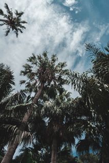 棕榈树的低角度摄影