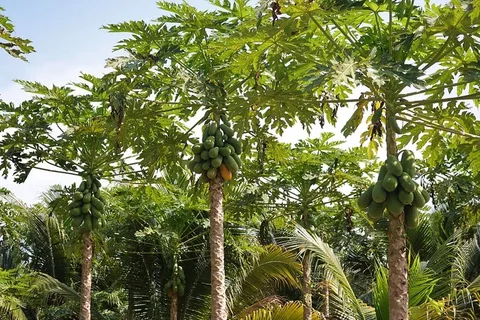 木瓜种植园,木瓜,水果,热带,异国情调,水果,食品,营养 木瓜种植园,木瓜,水果,热带,异国情调,水果,食品,营养