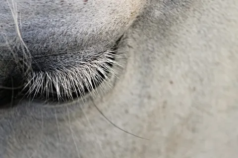 白色，马，眼睛特写照片，眼睛，睫毛，动物，关闭，眼睑