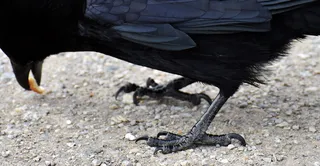 普通乌鸦，乌鸦，乌鸦鸟，乌鸦，动物，自然，羽毛，黑色