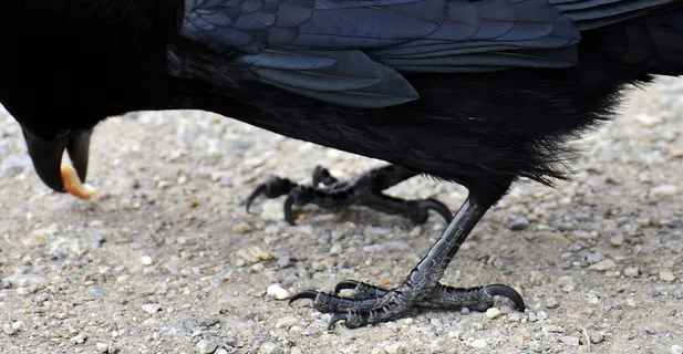 普通乌鸦,乌鸦,乌鸦鸟,乌鸦,动物,自然,羽毛,黑色 普通乌鸦,乌鸦,乌鸦鸟,乌鸦,动物,自然,羽毛,黑色