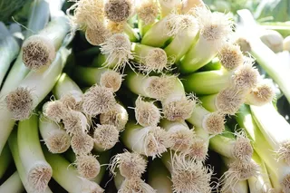 韭菜，根法，根，葱，葱，宽叶韭菜，冬韭菜，大葱