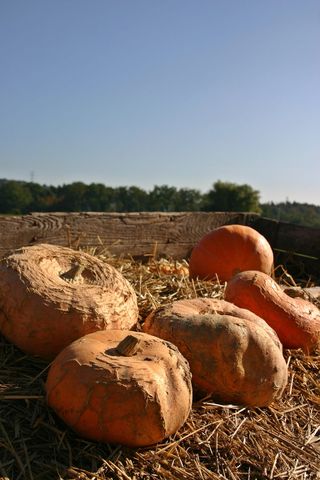 南瓜，销售，挑战，收获，秋天，感恩节，九月，受益于