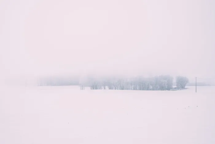 被雪覆盖的树