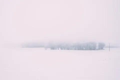 被雪覆盖的树 被雪覆盖的树