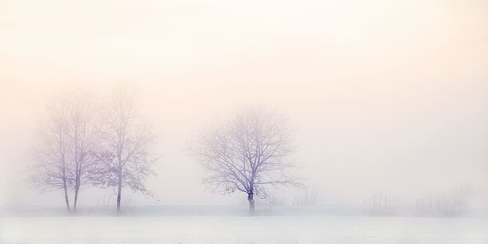 雪，有盖，光秃秃，树木，冬季景观，自然，多雪，树木