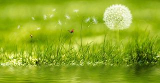 蒲公英，聚焦照片，草地，瓢虫，花，植物，灯心草，草