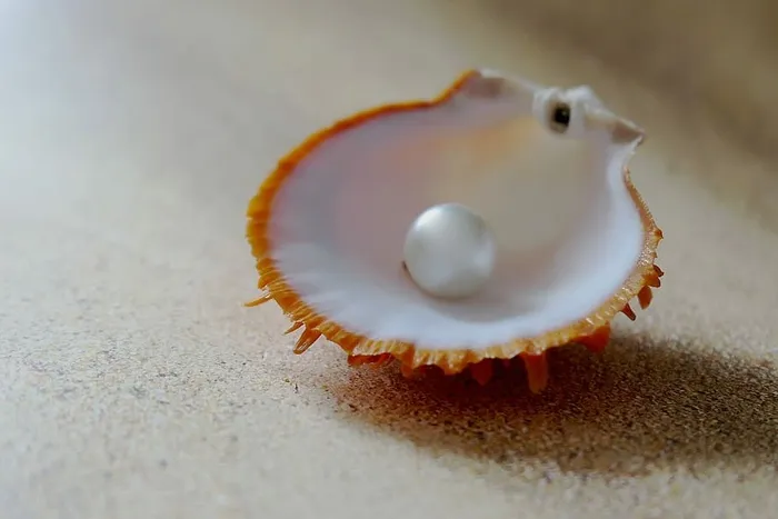 白色，珍珠，贝壳，贝壳，海滩珍珠，海滩，沙滩，贝壳