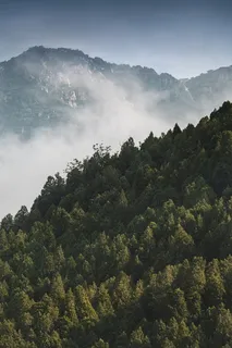 松树航空摄影 松树航空摄影