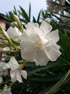 夹竹桃,颜色,白色,纯,花,花,开花植物,植物 夹竹桃,颜色,白色,纯,花,花,开花植物,植物