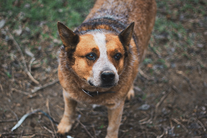 棕色和白色短毛犬的浅焦摄影