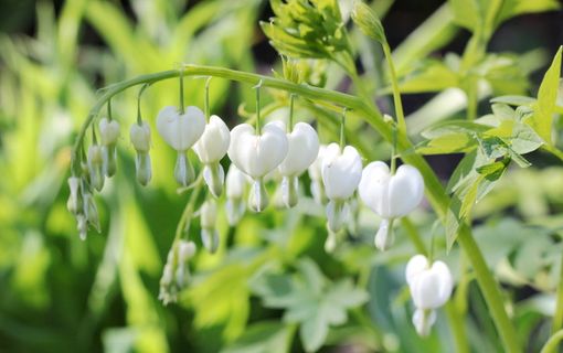 破碎的心，voorjaarsbloem，心，白色，背景，dicentra，生长，植物