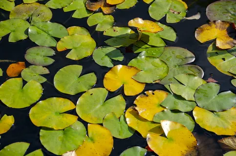 睡莲垫、水、百合、绿色、黄色、漂浮、天然、湖泊