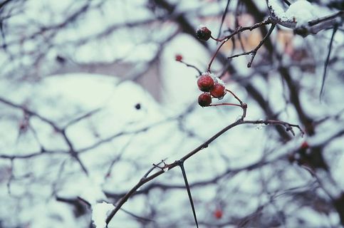 寒冷,雪,冬天,寒冷的冬天,水果,树木,健康饮食,食物 寒冷,雪,冬天,寒冷的冬天,水果,树木,健康饮食,食物
