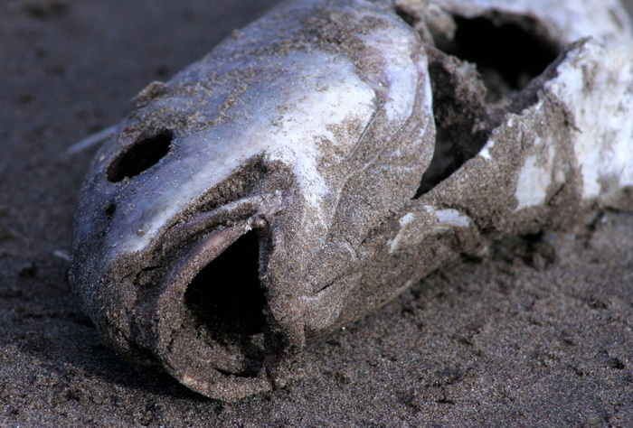 钓鱼，渔民，海滩，死亡，鱼，死亡，鱼，一只动物，特写