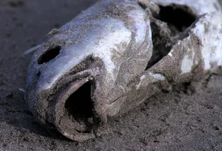 钓鱼，渔民，海滩，死亡，鱼，死亡，鱼，一只动物，特写