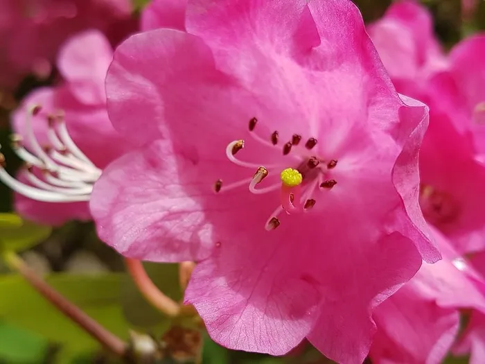 花，自然，植物，无人，花瓣，开花植物，新鲜度，粉色