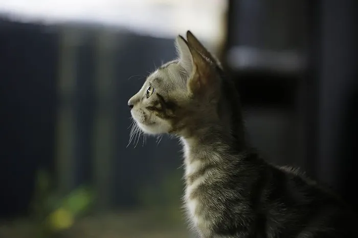 猫，孟加拉，猫的照片，孟加拉猫，宠物，动物，小猫，猫的图片