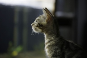 猫，孟加拉，猫的照片，孟加拉猫，宠物，动物，小猫，猫的图片