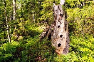 树木，采集，腐烂，森林，洞，自然，植物，土地