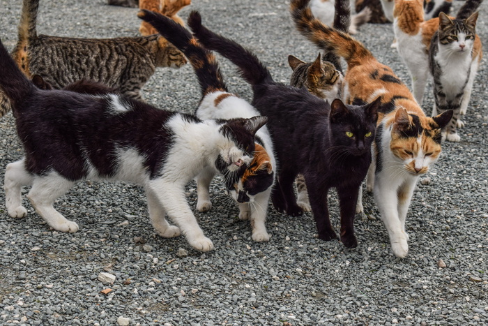 一群猫，猫，野性，猫，动物，户外，一起，朋友