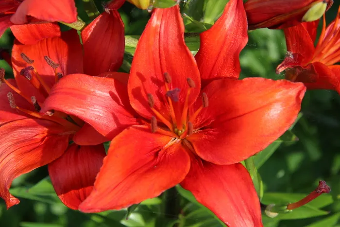 bloom，bloom，red，red flower，red flowers，特写，amaryllis，nature