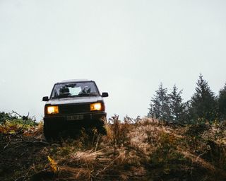 树木附近的灰色草地