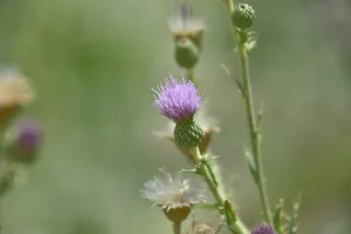 串肉，刺，带刺，植物，仙人掌，蔬菜，沙漠，带刺