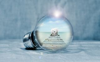 选择性，对焦摄影，北极熊，棕色，木制，桥梁，灯泡