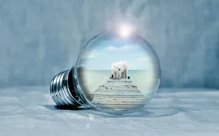 选择性，对焦摄影，北极熊，棕色，木制，桥梁，灯泡