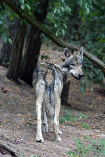 狼，特写，森林，自然，动物世界，毛皮，荒野，野生