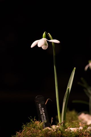 雪花莲，宏，白花，春天，植物，自然之美，花，生长