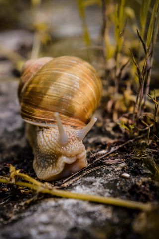 保加利亚，格拉玛达，亲密，朋友，蜗牛，动物，小，自然