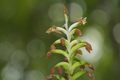 兰花，花卉，植物，热带，自然，花卉，绿色，颜色
