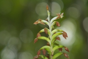 兰花，花卉，植物，热带，自然，花卉，绿色，颜色