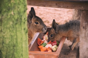 德国rheine，naturzoo rheine，食物，饮食，mara，树，自然